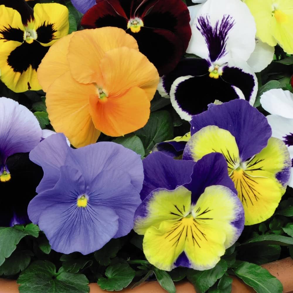 Viola 'Giant Flowered Trailing Patchwork Mix' | Thompson & Morgan