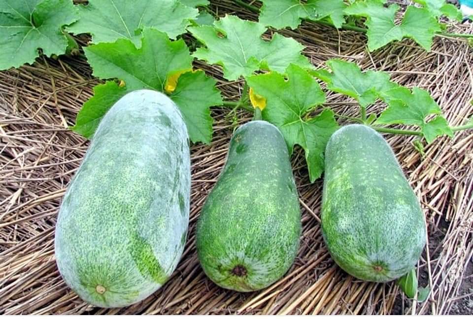 See full amazon price history chart for Golden Bloom Ash Gourd Plant Vegetable Seeds (40 Seeds) For Planting Home And Garding Golden Bloom Ash Gourd Plant Vegetable Seeds (40 Seeds) For Planting Home And Garding (B0BTW5TVB9) Amazon Price History, Amazon Price Tracker