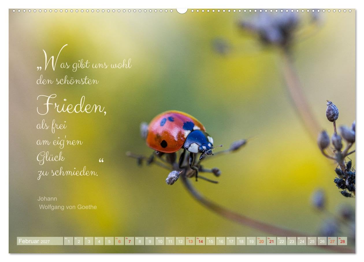 CALVENDO - Marienkäfer & Zitate - Sieben Punkte zum Glück (hochwertiger Premium Wandkalender 2027 DIN A2 quer), Kunstdruck in Hochglanz: Glückskäfer-Kalender: Zitate und Fotos