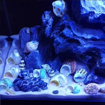 SEAJIAYI Hermit Crab Shells Turbo Shells 12+pcs Assorted Turbo Shells Handpicked Hermit Crab House..., Medium Large, JXX03