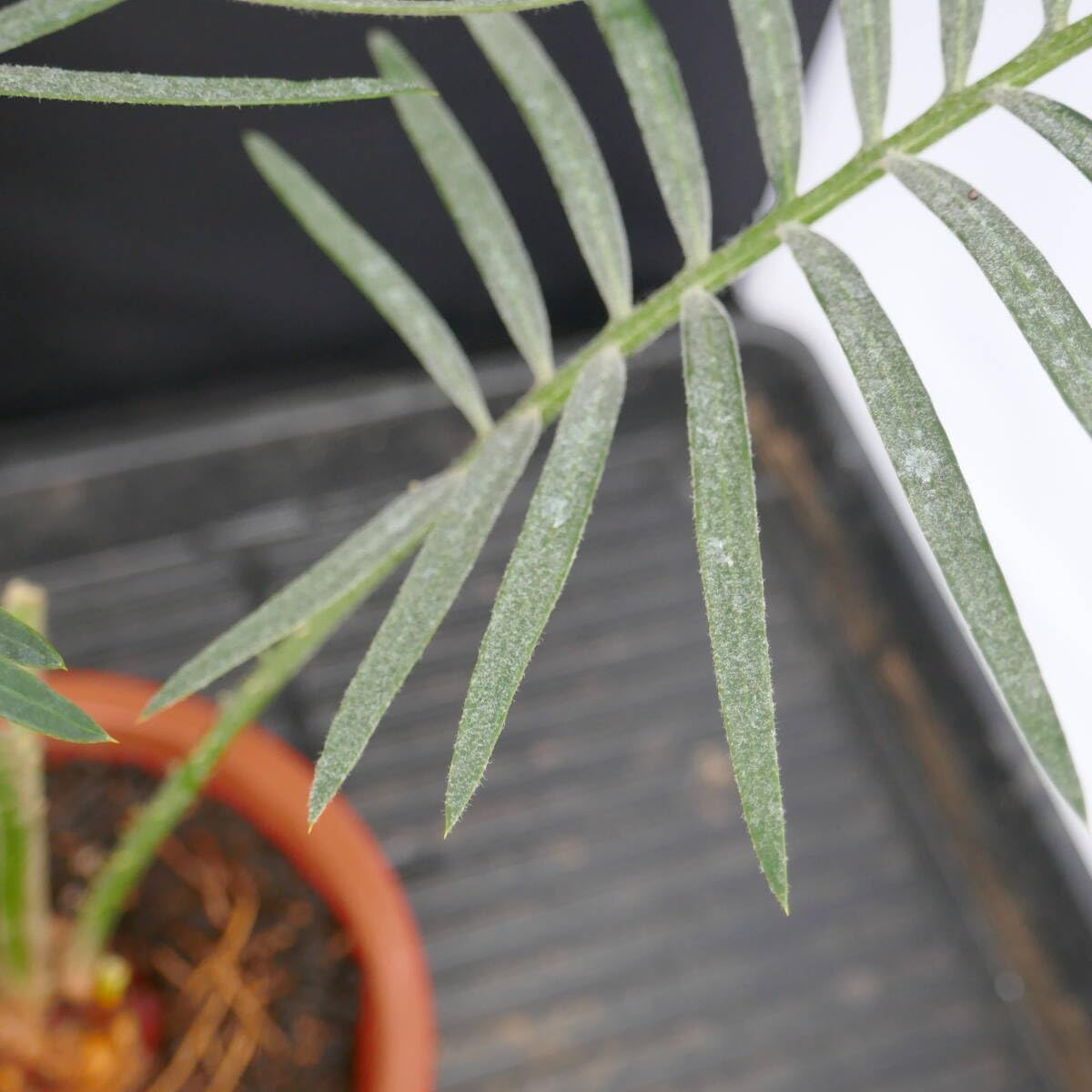 サイカス SP シルバー タイシルバー サイカス・タイシルバー(Cycas sp