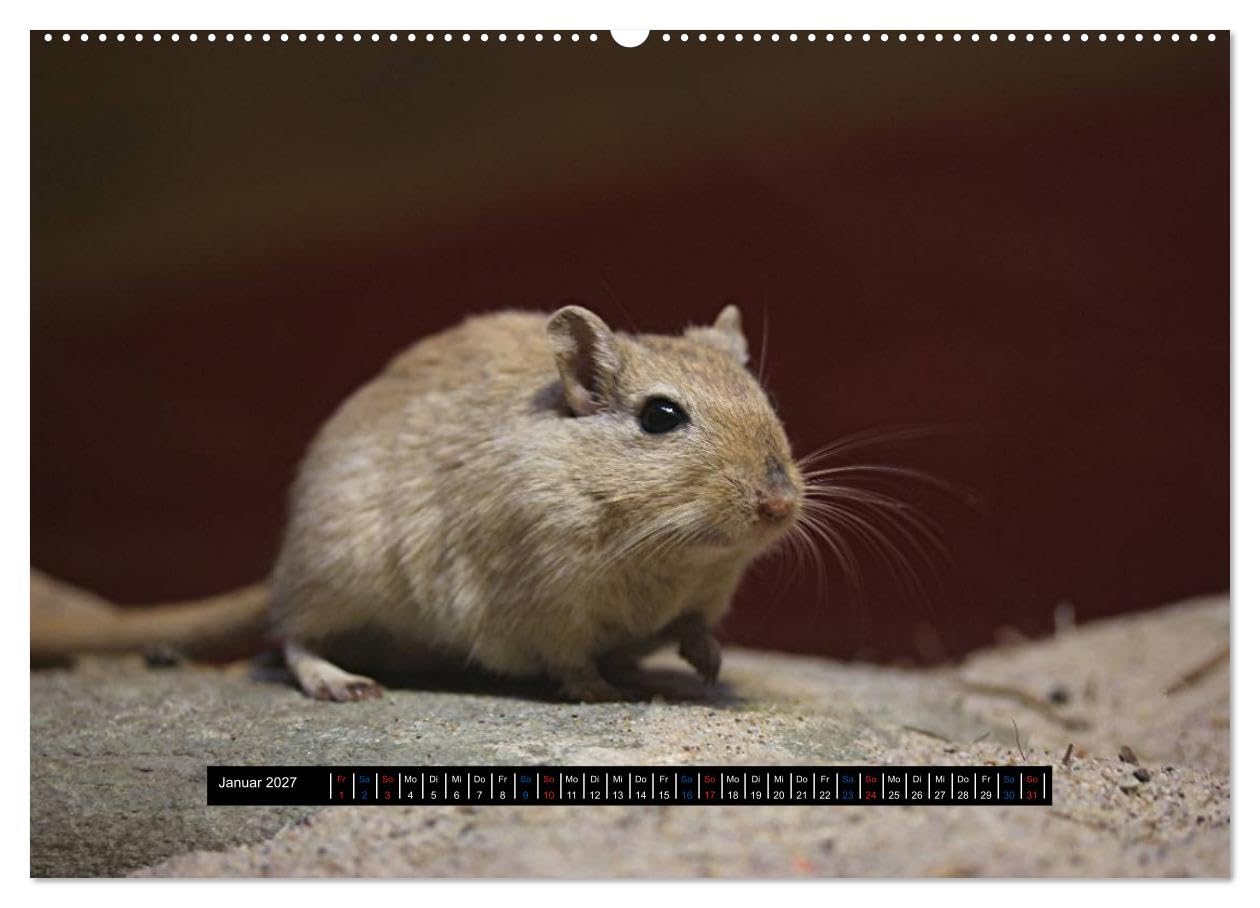CALVENDO - Exoten-Kalender (Wandkalender 2027 DIN A2 quer), Monatskalender: Exotische Tiere, ein toller Wandschmuck im Büro oder zu Hause.