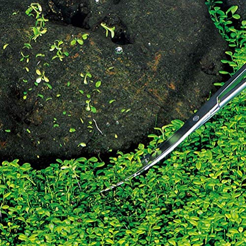 Faneli 25 cm Edelstahl Gebogene Spitze Schere für Aquarium Wasserpflanzen, Silber