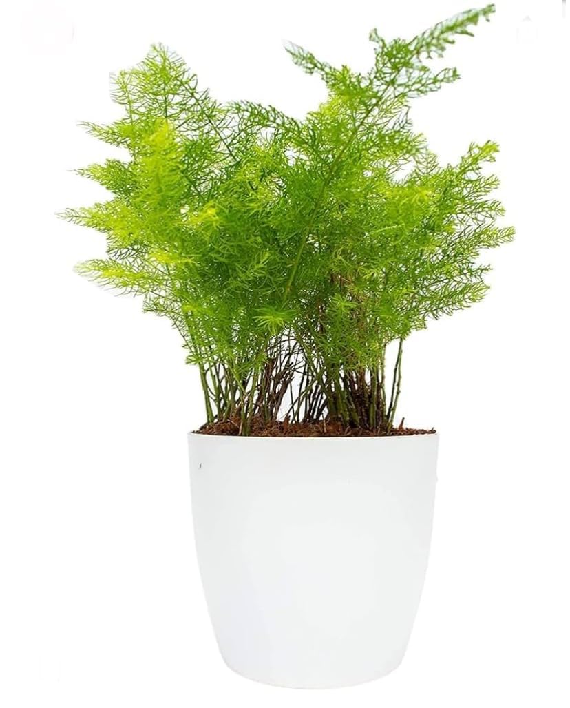 Balbasaur Asparagus densiflorus- sprengeri/Emerald Fern/Basket Asparagus- Live Plant/fern with pot I Easy to grow I Low Maintenance I Ornamental I All Season I Ideal for hanging With Black Pot (B0D1PFV64S) Amazon Price History, Amazon Price Tracker
