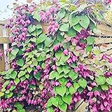 Annual Rhodociton Purple Bell Vine Seeds 30pcs– Non-GMO Flower Seeds, Easy Growing, Vibrant Climbing Vine for Garden, Patio & Trellis