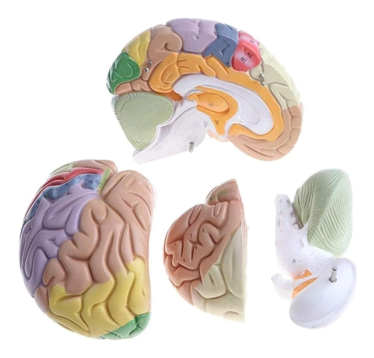 Anatomía De La Educación Modelo De Anatomía del Cerebro Humano Extraíble, Aumento 2X, 4 Partes, Anatómico Muñeca de Anatomía