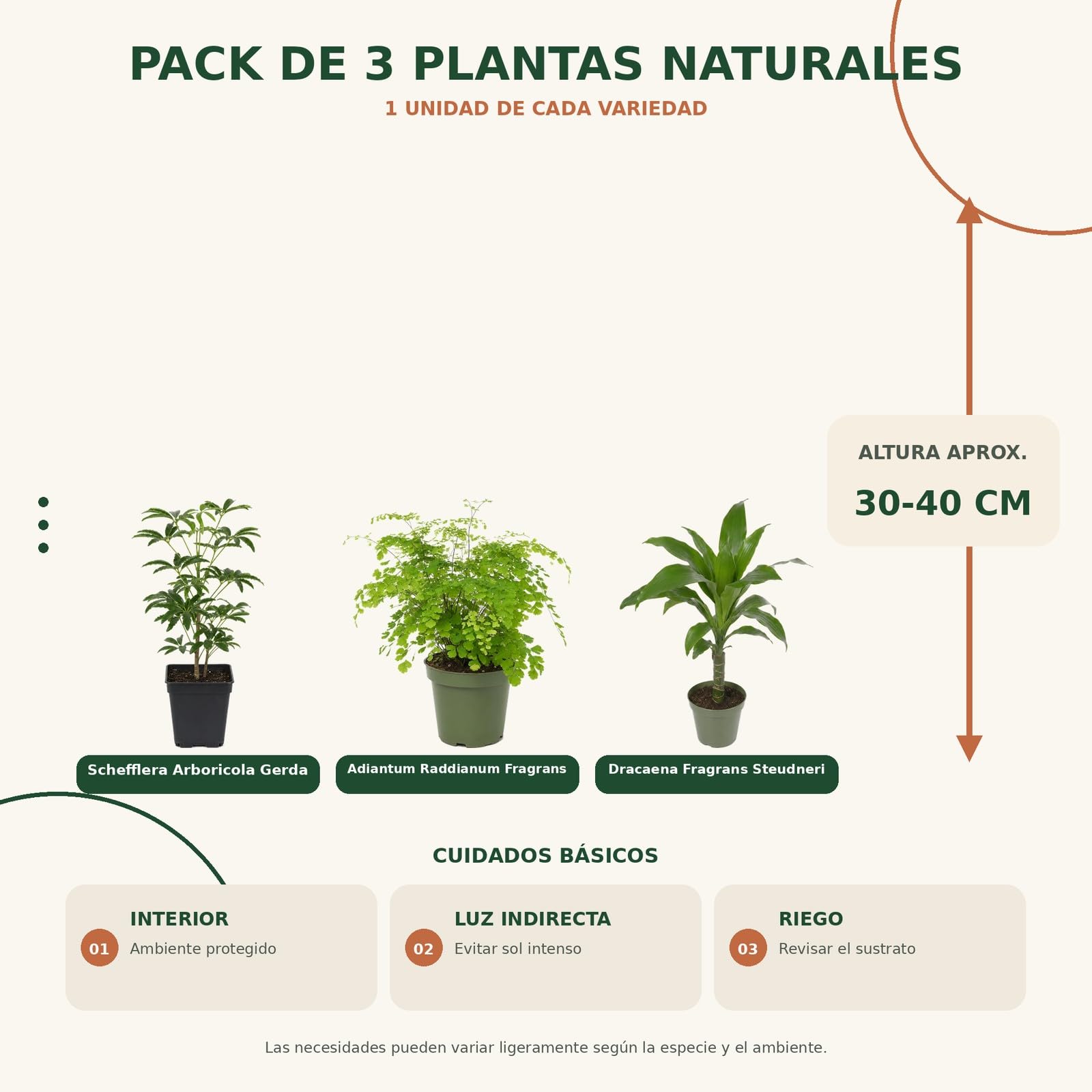 DECOALIVE Pack 3: Cheflera Gerda, Culantrillo y Tronco de Brasil