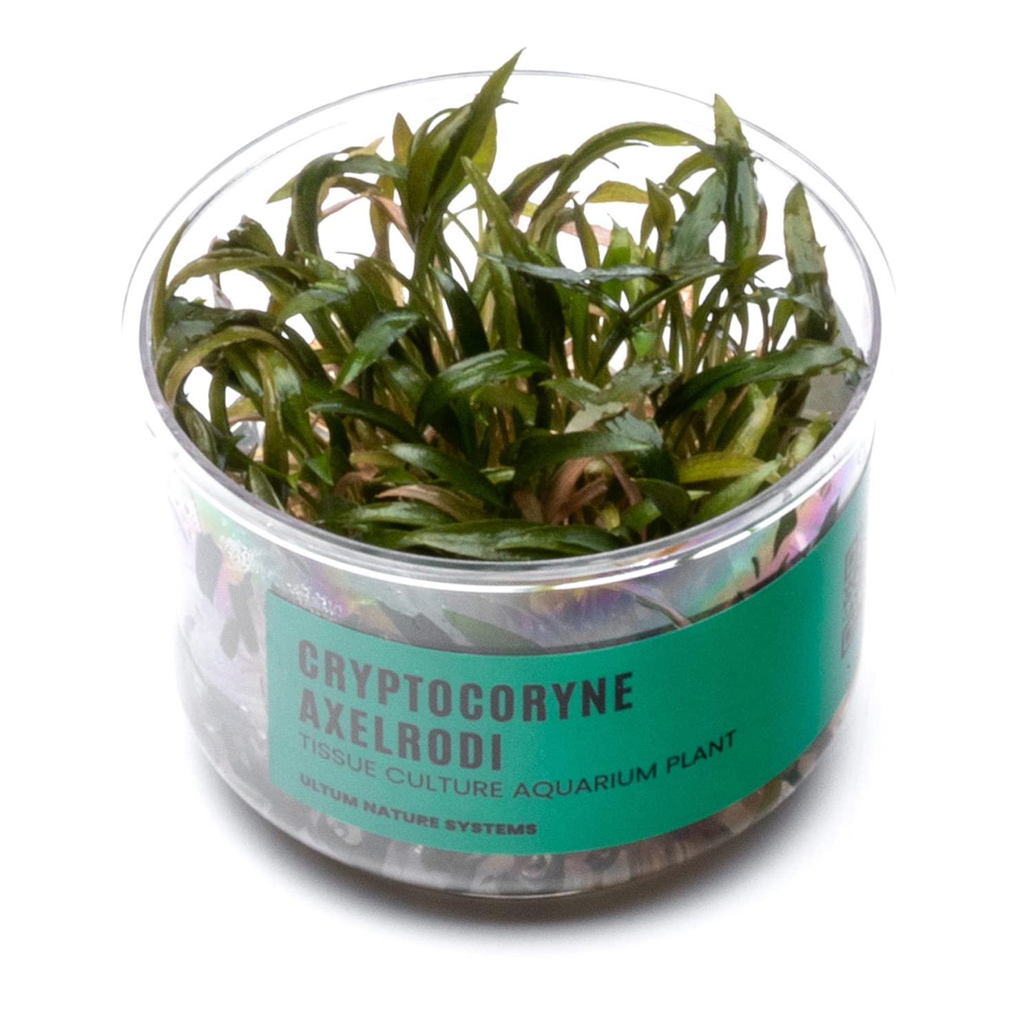 Amazon.com : Ultum Nature Systems Cryptocoryne Axelrodi Tissue