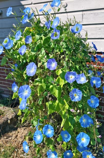 Morning Glory Heavenly blue Seeds - Pack of 5 Imported Seeds-image-21