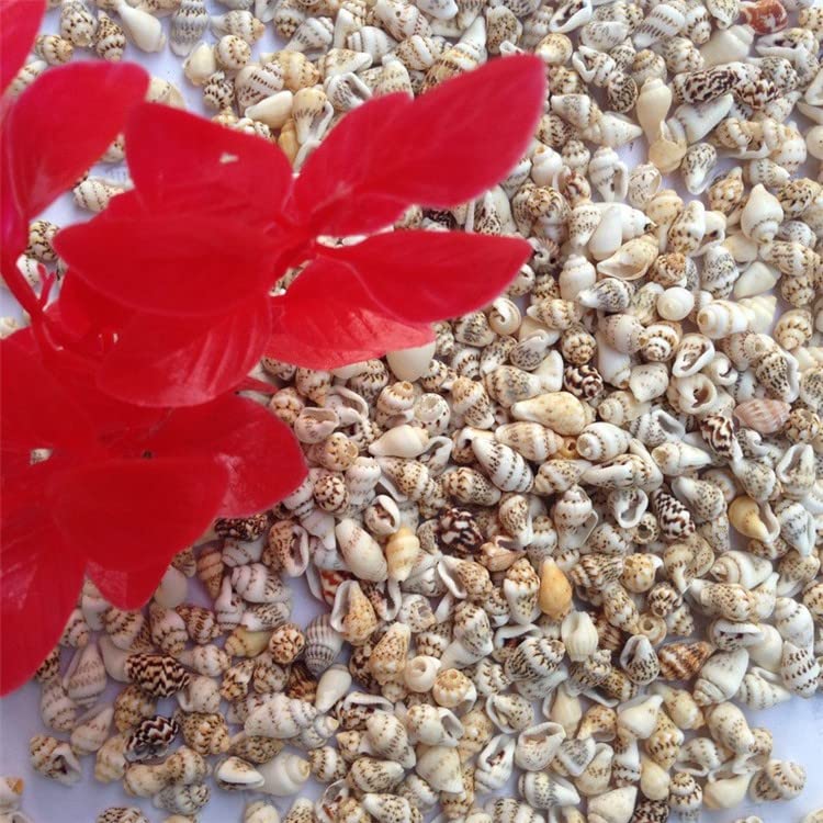 Petites conques naturelles vis de riz pour compositions décoratives haut de gamme - 5