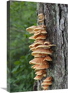 16 x 24 in. Chicken of The Woods Fungus Growing on Tree Trunk, Tongass National Forest, Alaska Art Print - Matthias Breiter