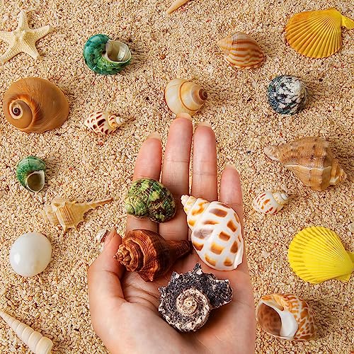 16PCS Hermit Crab Shells Medium Small | Sea Conch Size 1.1\" - 2.4\" | Medium Small Shells Set - Growth Turbo Seashells for Natural Hermit Crab Supplies, Conch Toy, Home Decor and Beach Decoration