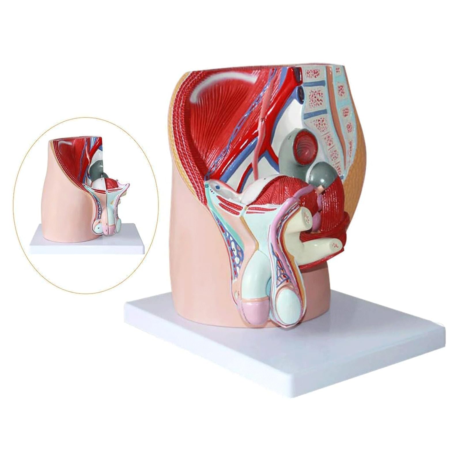 esmen Modello anatomico riproduttivo Modello del Sistema urinario riproduttivo Forniture per studi Medici per studi Medici e aule
