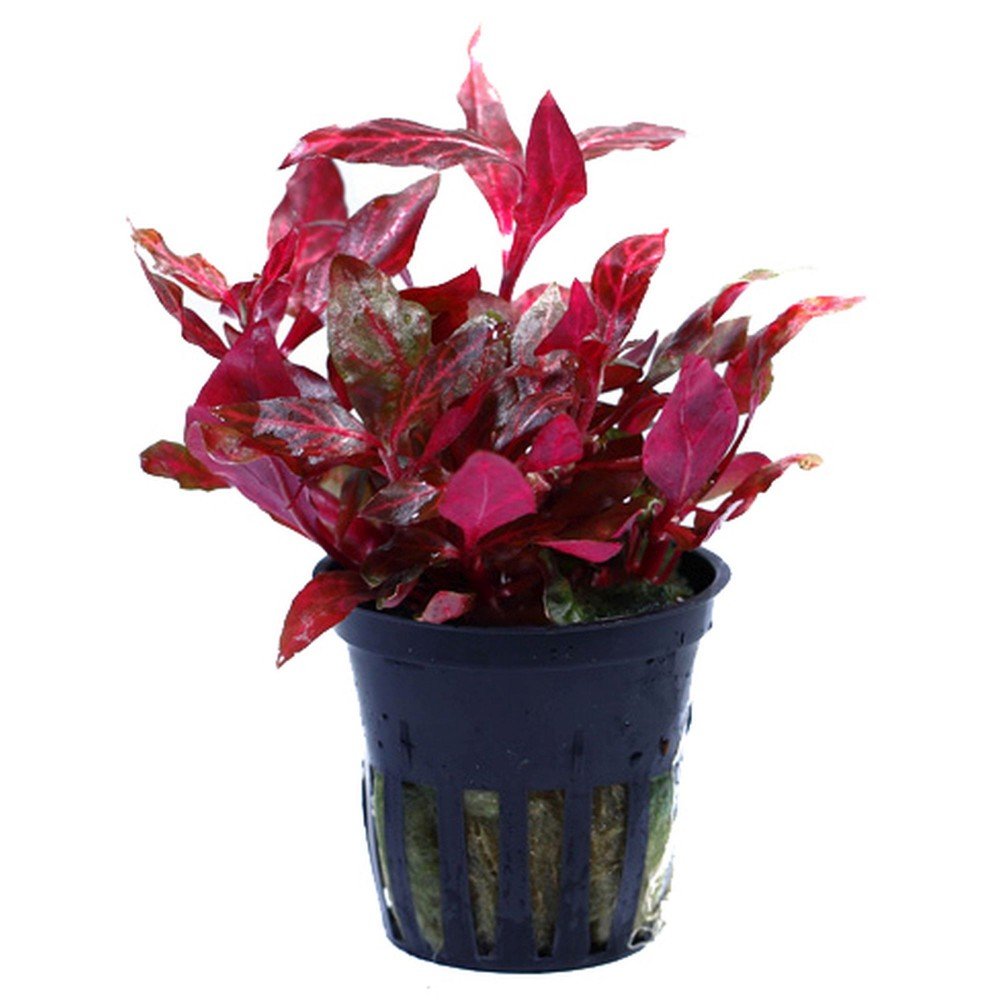 Tropica Pflanzen Set 6 schöne rote Topf Pflanzen Aquariumpflanzenset Nr.10 Wasserpflanzen Aquarium Aquariumpflanzen