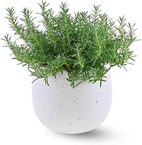 Plantas de romero de interior de 10 pulgadas viven en maceta de 4 pulgadas, arbusto de romero para plantar en interiores y exteriores, bien
