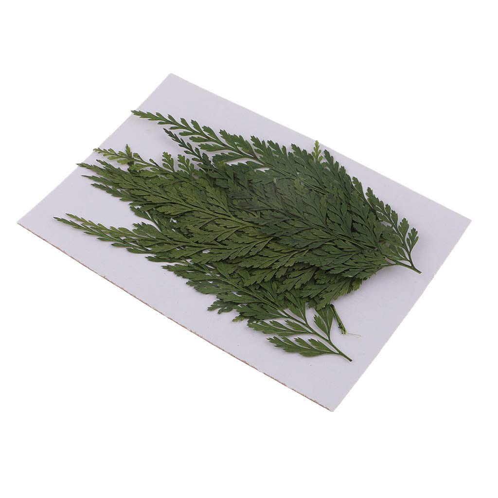 Oshhni 12x Pressed Dried Flowers Fern Leaves for Case