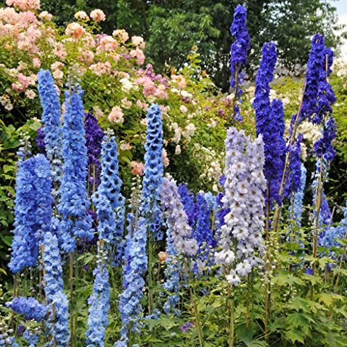 Mix Delphinium Seeds for Planting - 2000 Delphinium Seeds Colorful Flower Seed Non GMO & Heirloom Seeds Great for Home Garden Mix Delphinium Seeds for Planting - 2000 Delphinium Seeds Colorful Flower Seed Non GMO & Heirloom Seeds Great for Home Garden