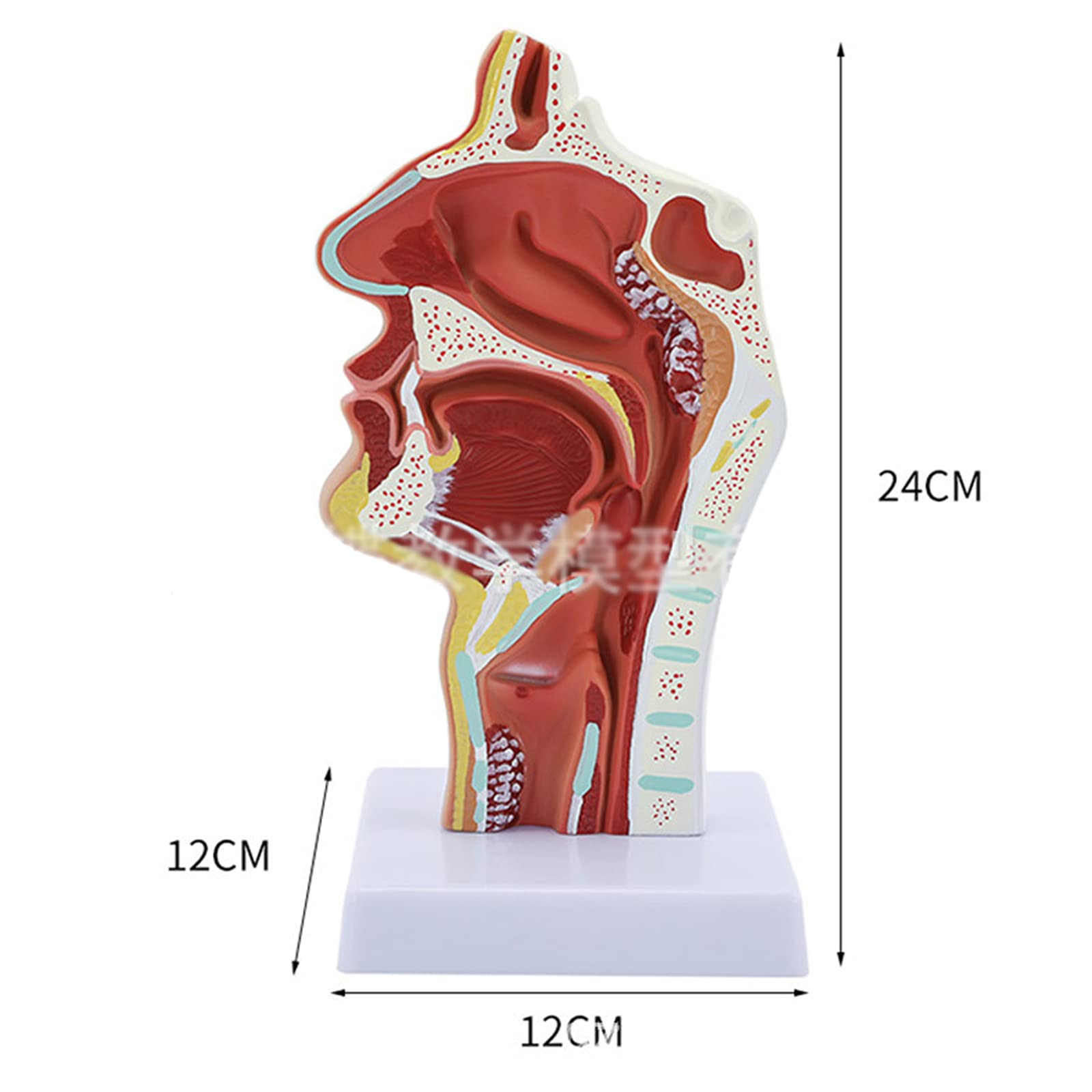 Human Anatomical Nasal Cavity Throat Anatomy Medical Model Teaching Tool I.98802109