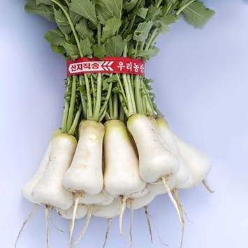 Radish Seeds - Korean - Cheong Du - Hybrid - 2 g Packet 160 Seeds - Non-GMO, F1 Hybrid - Asian Garden Vegetable