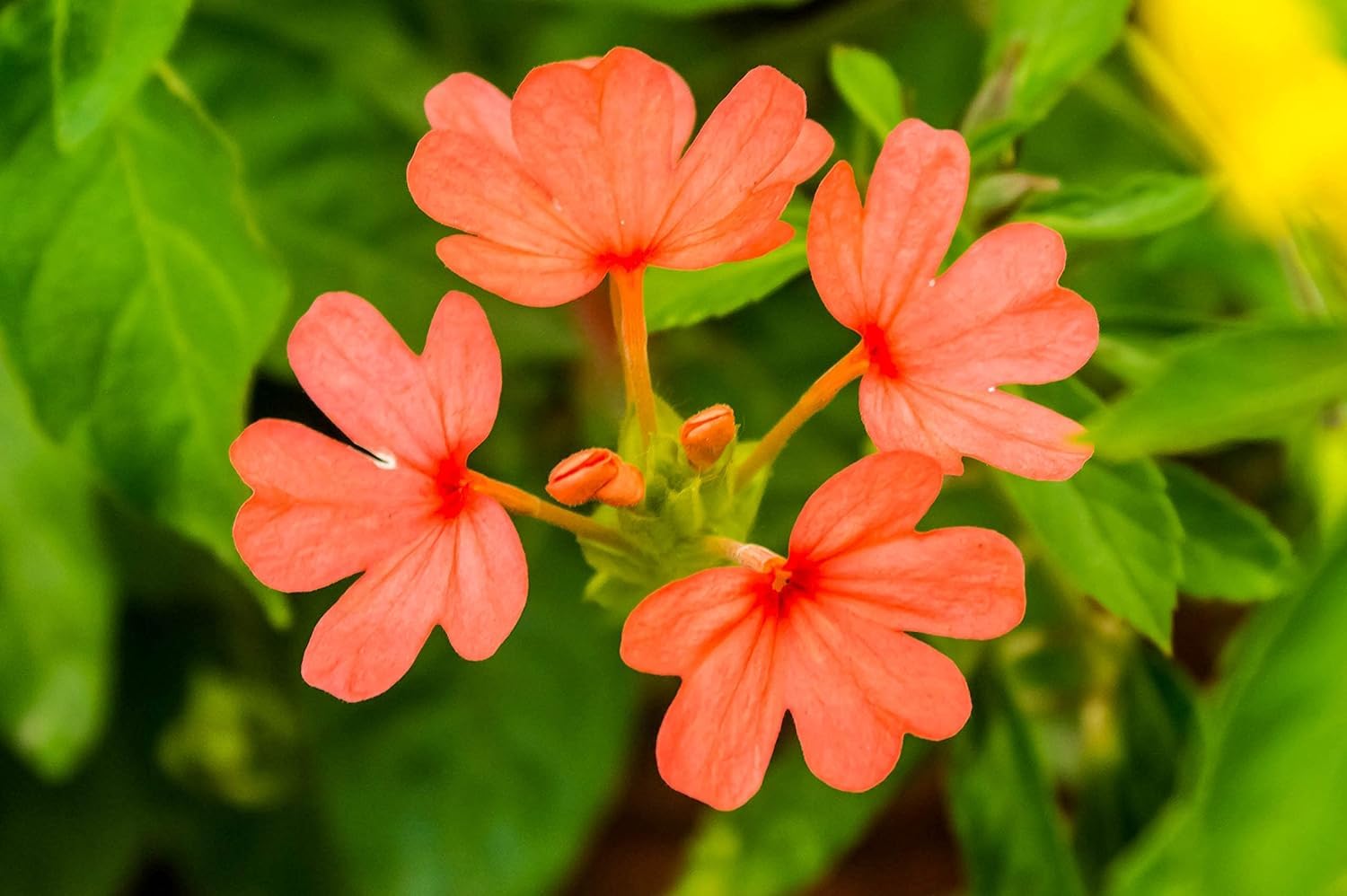 See full amazon price history chart for CooPany® Aboli/Fire Cracker/kanagambaram Flower Orange Colour Flower Live Plant CooPany® Aboli/Fire Cracker/kanagambaram Flower Orange Colour Flower Live Plant (B0CSRLMTV5) Amazon Price History, Amazon Price Tracker
