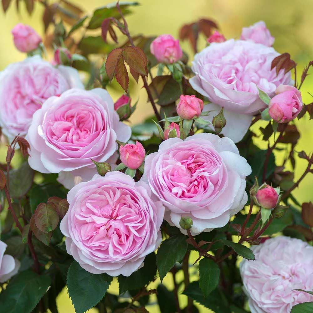 Roses Pradise T-shirt manches longues unisexe