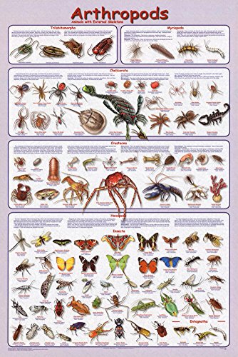 (24x36) Laminated Arthropods Insect Educational Science Chart Poster
