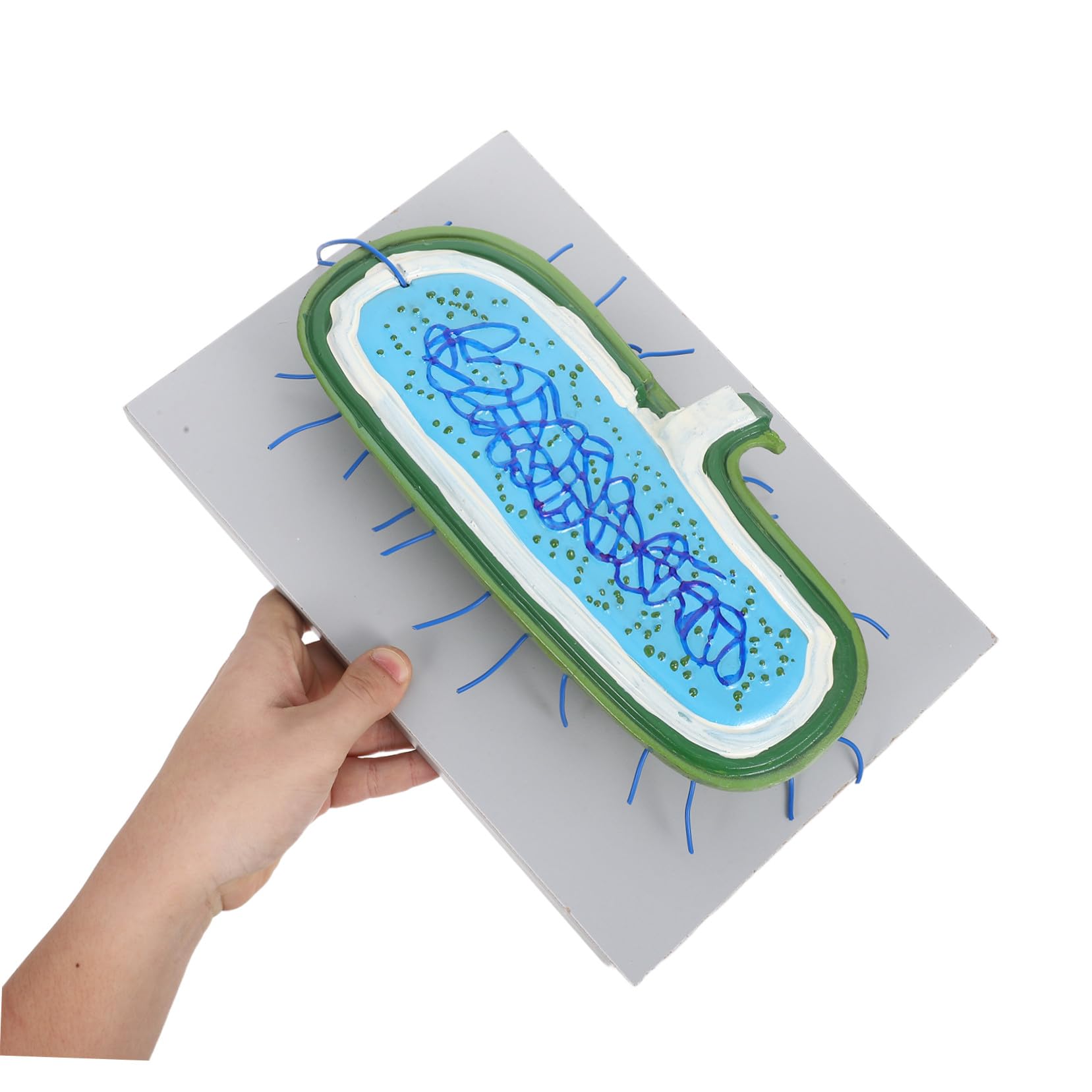 Zellkernmodell für Schüler im Unterricht, Kunststoff, 3D-Modell | Vergrößerte Darstellung, Interaktive Lehre, Präzise Organellen, Geeignet für Klassenzimmer und Demonstrationen