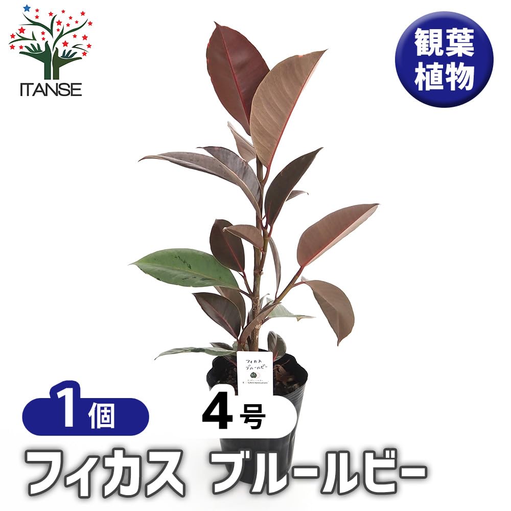 Amazon｜ITANSE フィカス ブルールビー 4号 1個売り 観葉植物