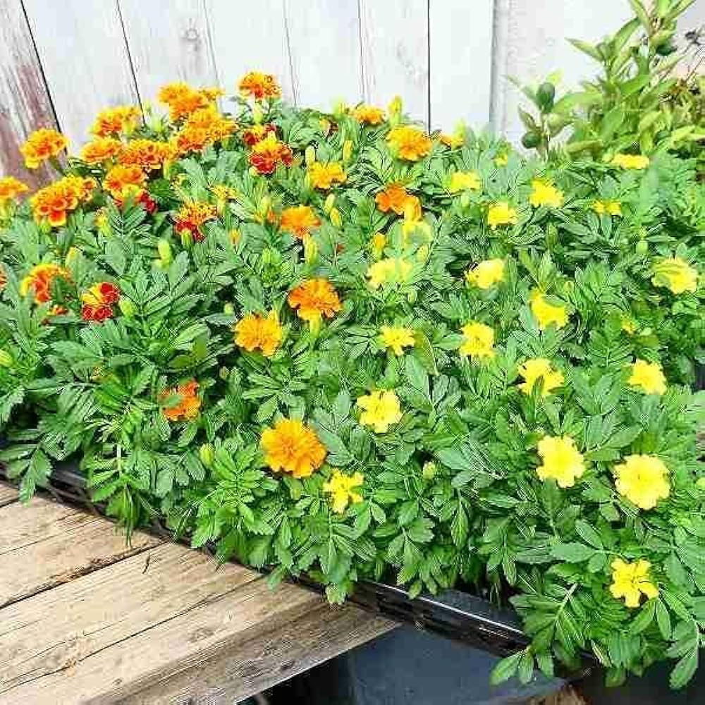 超希少ウリハダカエデ「メタリックゴールド」接木7号ポット苗 超希少ウリハダカエデ「メタリックゴールド」接木7号ポット苗