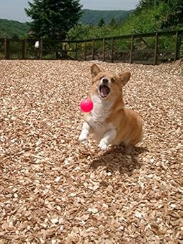 Amazon.co.jp: ひのきウッドチップ 天然木100％ 50L入り×2