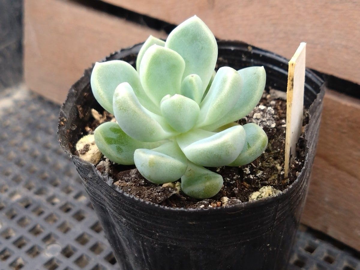 おもち　多肉植物　エケベリア Amazon.co.jp: おもち 多肉植物 エケベリア 抜き苗 つぶつぶやさん苗