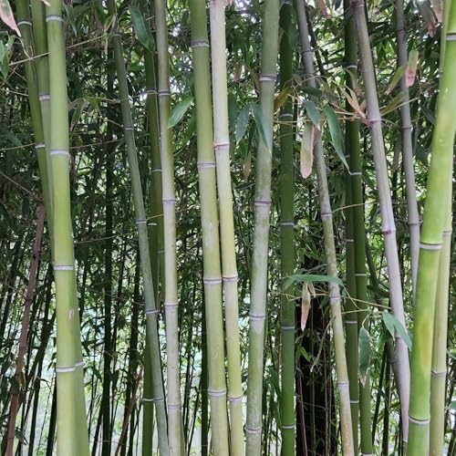 Semi di bambù, semi biologici resistenti semi esotici giardino sul balcone 30pcs