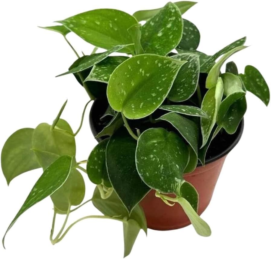BubbleBlooms Satin Pothos, Scindapsus Pictus, Silver Vine, Silver Cloud, Silk Pothos in 6 inch Pot
