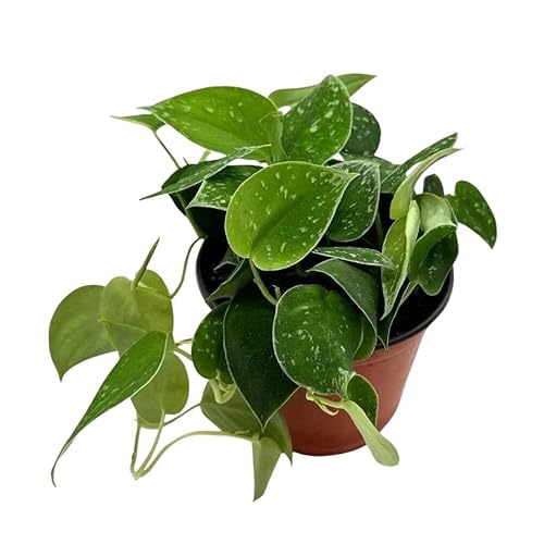 BubbleBlooms Satin Pothos, Scindapsus Pictus, Silver Vine, Silver Cloud, Silk