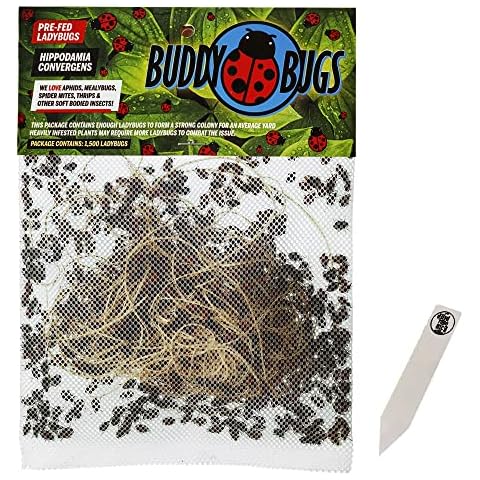 1500 Pre-Fed Live Ladybugs | BuddyBugs | Hippodamia Convergens | Guaranteed Live Delivery | for Aphid Control and Other Insects + THCity Stake Cover