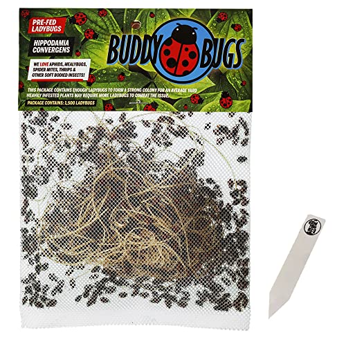 Buying Ladybugs For Your Garden
