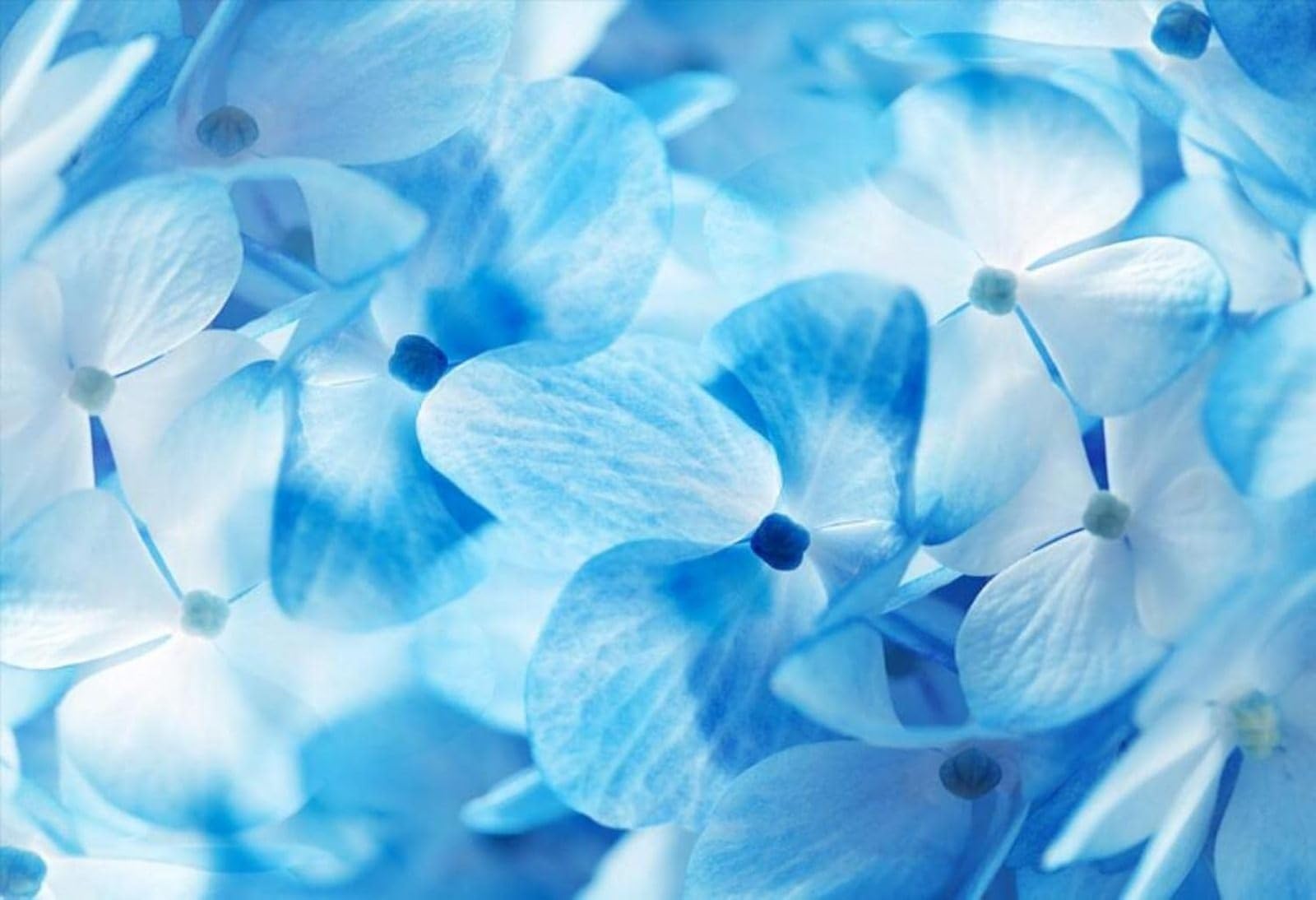 Semplice Tridimensionale Blu Fiori Arte Moderna Carta Da Parati 3D Seta Pregiata Testurizzata Ideale Per La Camera Letto Del Soggiorno-400cm×280cm