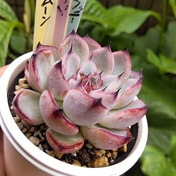 Amazon.co.jp: 多肉植物 ブルーベリームーン ミックスベリア お