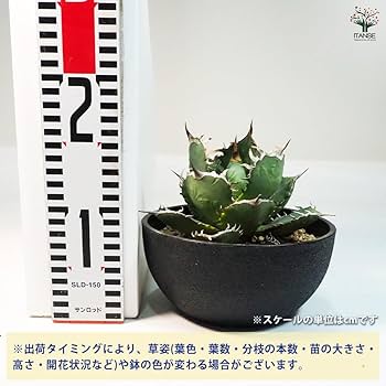 アガベ チタノタ南覇王 Amazon｜ITANSE アガベ 南覇王 7号 1個売り 多肉植物 学名