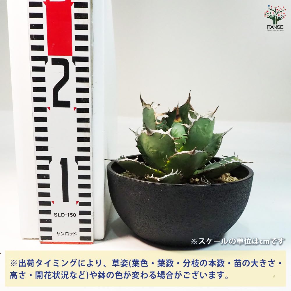 Amazon｜ITANSE アガベ 南覇王 7号 1個売り 多肉植物 学名