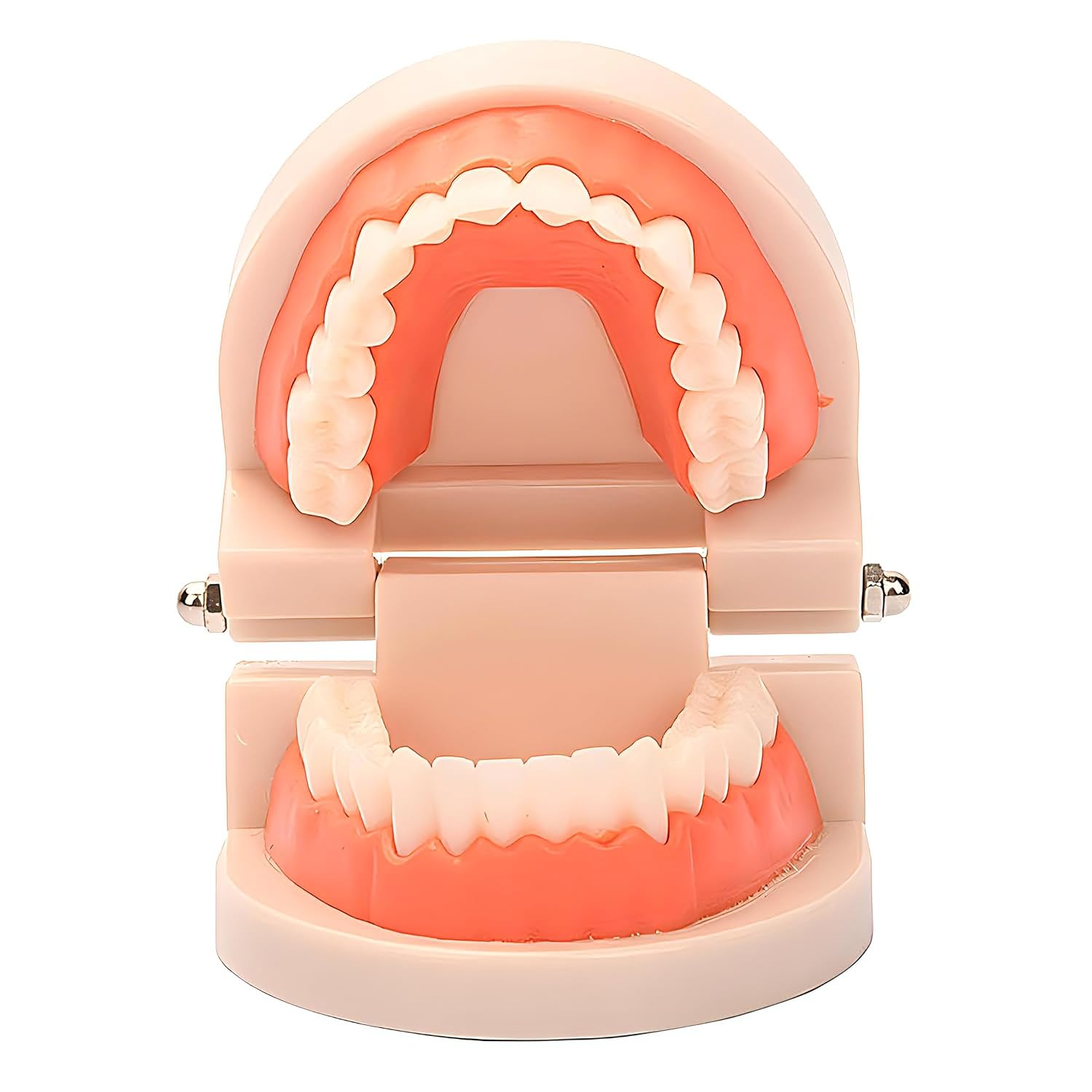 Standard Teeth Model, YOFAN Kids Dental Teaching Study Supplies Adult Standard Typodont Demonstration Teeth Model(Without Wisdom Teeth)