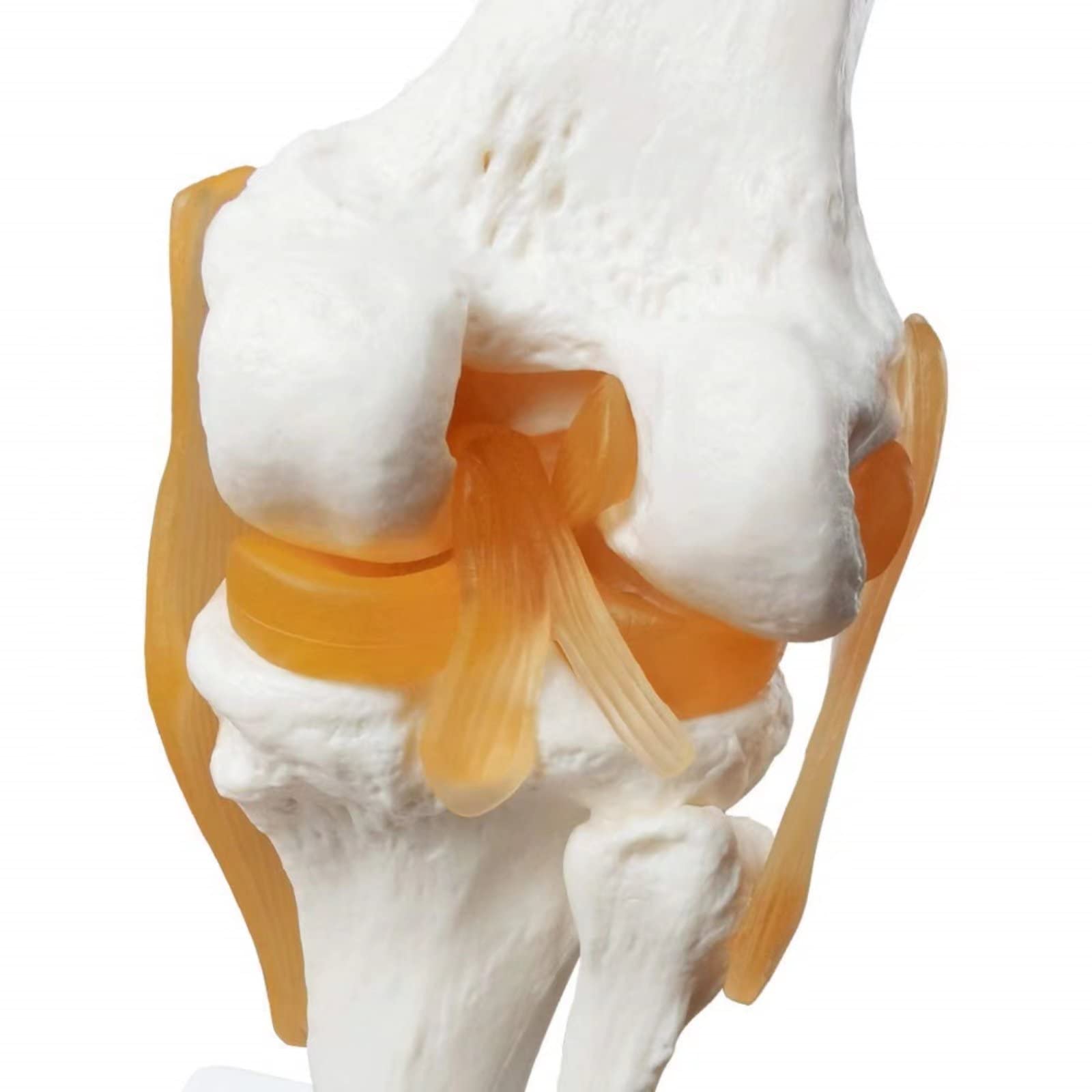 EVOTECH SCIENTIFIC Modèle de genou fonctionnel humain, avec ligament, taille réelle pour l'enseignement médical, la démonstration de clinique, outils d'apprentissage et d'affichage d'éducation
