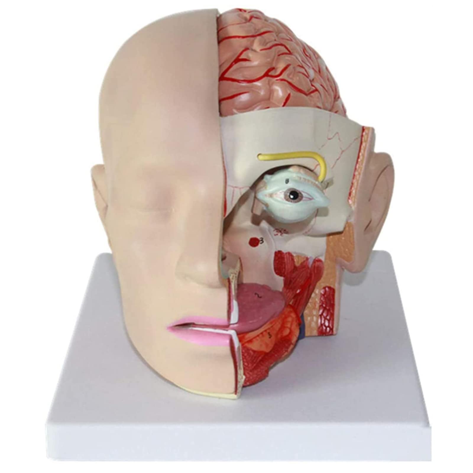 Modello di Cervello Umano Modello di Anatomia della Testa Umana Modello anatomico del Cervello attaccato alla Testa Mode