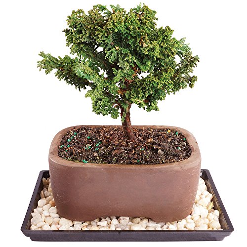 Brussel's Live Dwarf Hinoki Cypress Outdoor Bonsai Tree - 5 Years Old; 6"