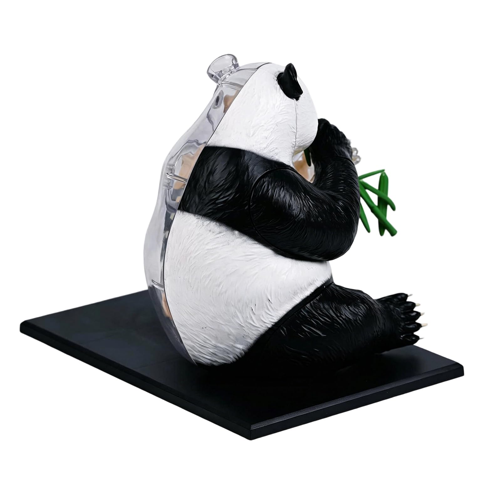 Detailliertes medizinisches Panda Anatomiemodell, Körperstruktur Dissektionsmodell Set für Schüler, Lehrer und Biologie Enthusiasten, Panda Anatomie