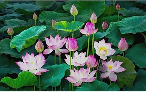 Amazon Ljjlm カスタム3d写真壁紙リビングルーム壁画蓮の花湖写真絵画テレビの背景不織布壁紙for 3d 0x140cm 壁紙