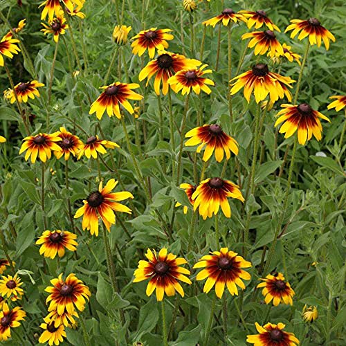 Outsidepride Rudbeckia Hirta Gloriosa Daisy Wildflower Seeds #TOP28