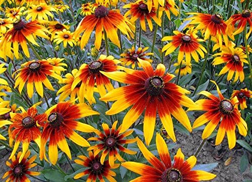 Miniatura 4 de Más de 300 semillas de flores Gloriosa Daisy Rudbeckia Hirta, Susan de ojos negros, bienal, hermosas, de Estados Unidos