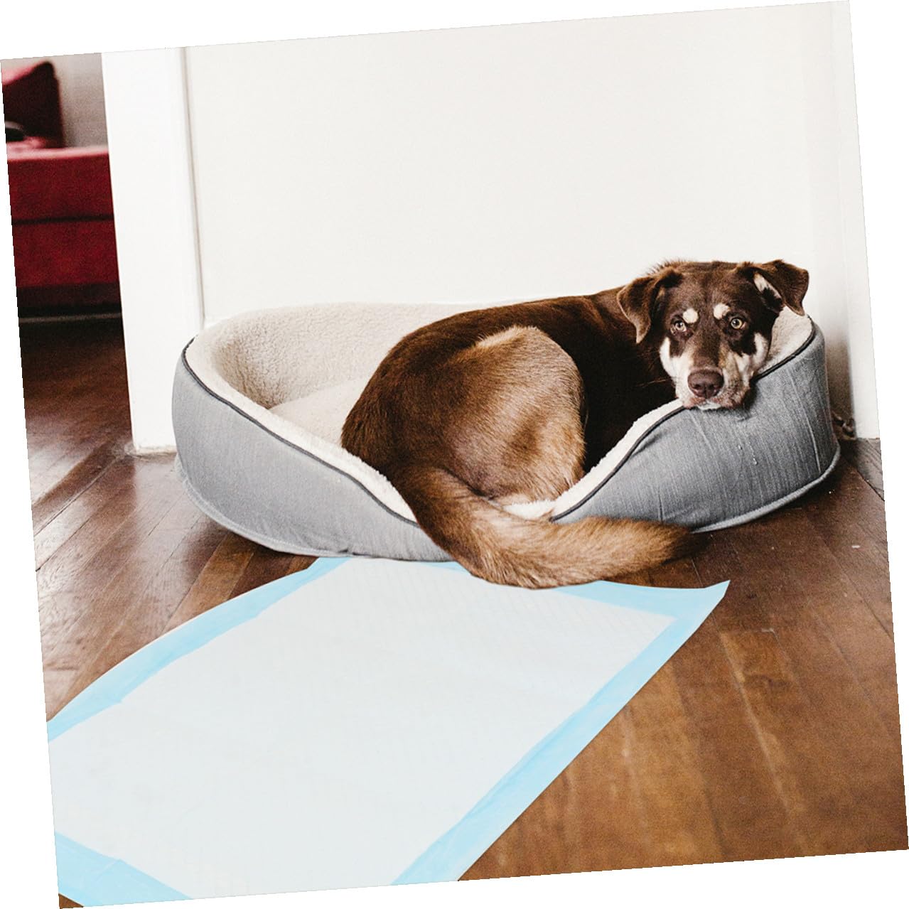 Toddmomy 50 Stück Einweg Haustier Trainingspads Welpen und Katzen Urinunterlagen 33x45cm Saugstark und Geruchsbindend für Stubenreinheitstraining bei Hunden und Katzen