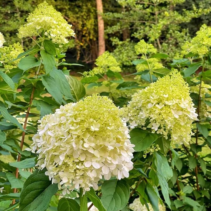 Hydrangea ハイドランジア ベルベリス Hydrangea ハイドランジア ベルベリス The Heavenly Hillsides